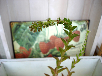 DSC06774