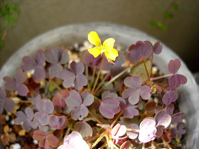 20081015_01