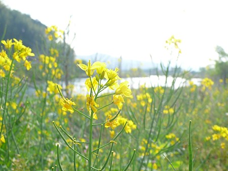 s-P1050791