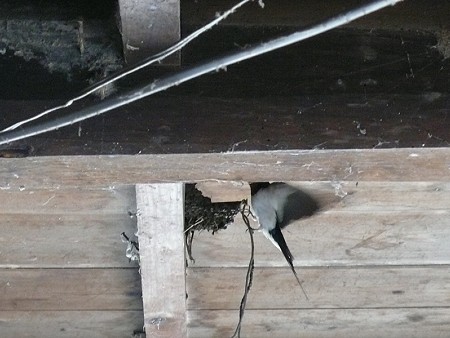 s-P1060037