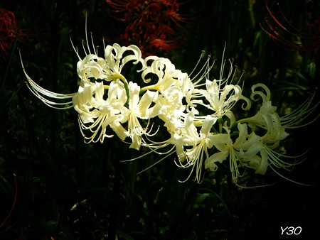 DSCF2374_pa