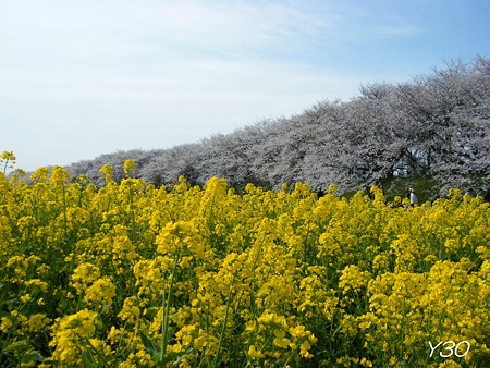 DSCF6520_P