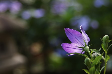 キキョウ　開花！　 (＠＾＾＠）