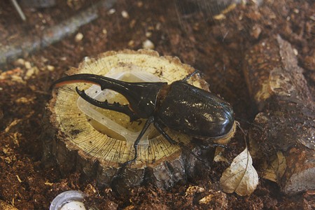 世界最大のカブトムシ「ヘラクレスオオカブト」