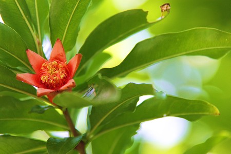 ザクロの花