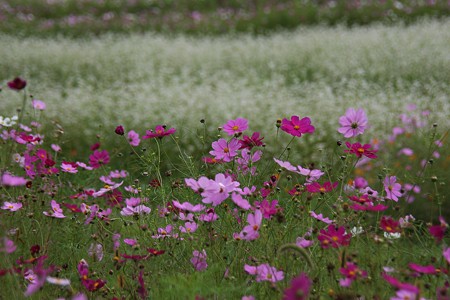 コスモスとソバの花