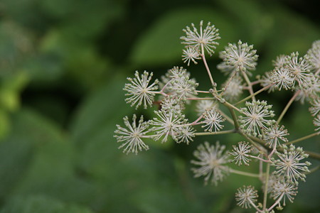 ウドの花