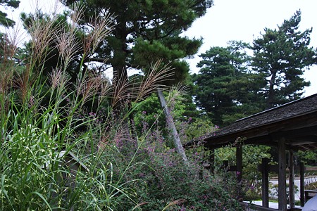 兼六園　ススキとハギ