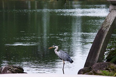 兼六園　霞が池　鷺