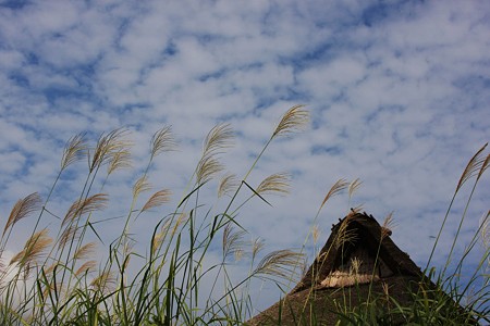 茅葺の屋根とススキ、秋空！