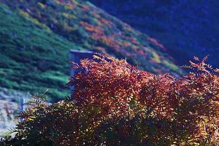 立山室堂平　紅葉(1)