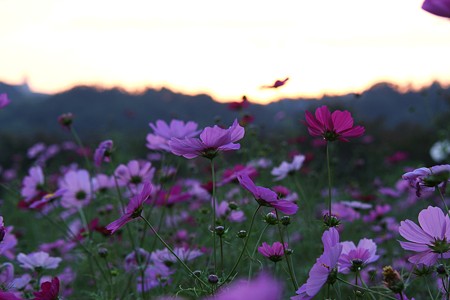 夕暮れのコスモス畑