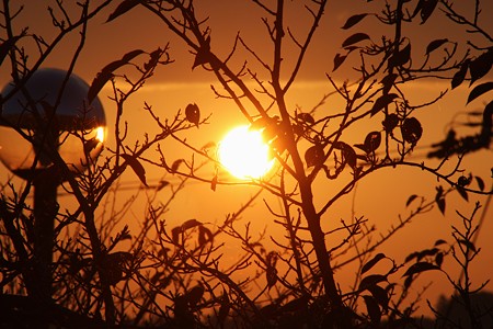 紅葉した桜の木と夕日 (#^.^#)