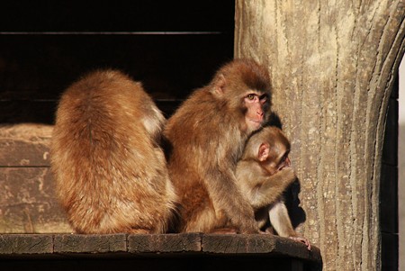 お猿の親子(1)　　森林動物園