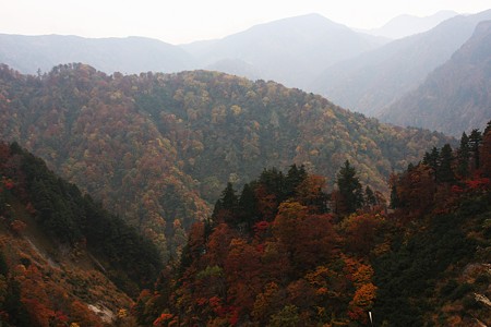 白山スーパー林道　右後ろに白山！