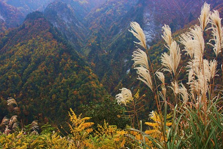 白山スーパー林道　紅葉とススキ