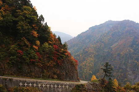 白山スーパー林道　紅葉