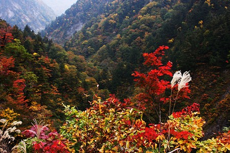 白山スーパー林道　　紅葉