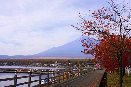 山中湖　　紅葉