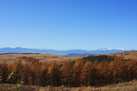 霧ヶ峰から　カラマツの紅葉と右上に、冠雪の北アルプス