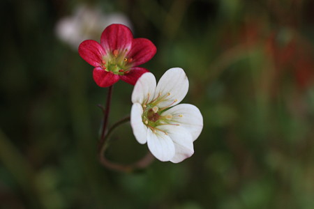 雲間草　一本の茎から紅白！ (＠＾＾＠）