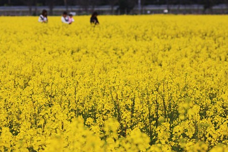 菜の花畑