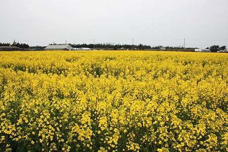 菜の花畑　（●＾o＾●）