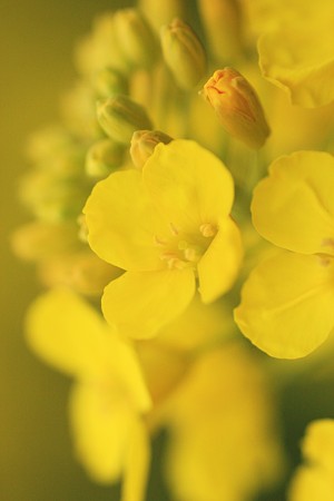 菜の花　黄色に染まって！ (＠＾＾＠）