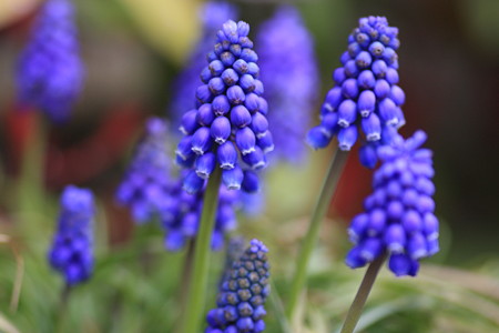 ムスカリがたくさん開花！