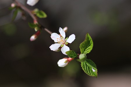 ユスラウメ　開花　可憐に！