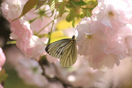 桜（手毬）と蝶(2)　スジグロシロチョウ