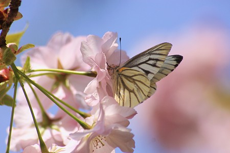 桜(手毬)と蝶(1)　スジグロシロチョウ