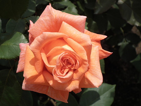 DSCF0161