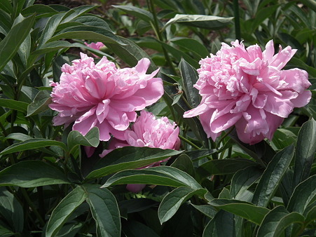 DSCF0007