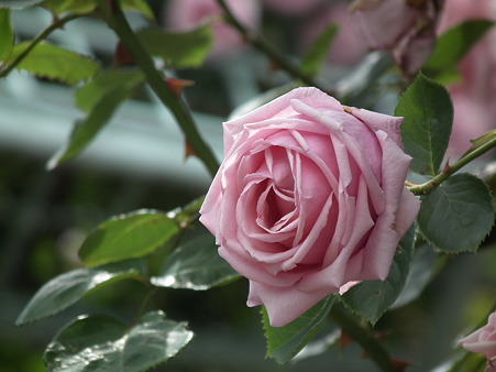 DSCF0257
