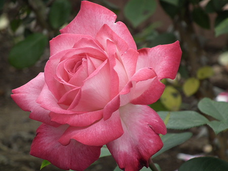 DSCF0649