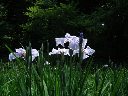 DSCF0053
