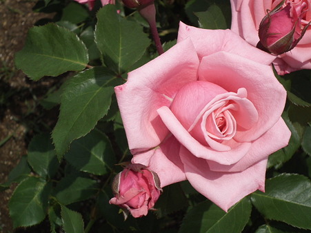 DSCF0120