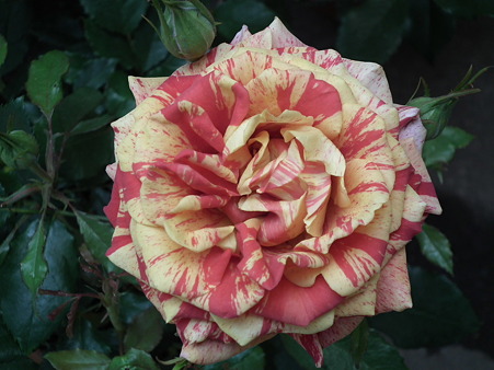 DSCF0493