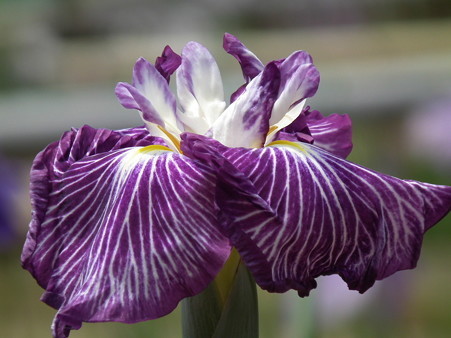 DSCF0252