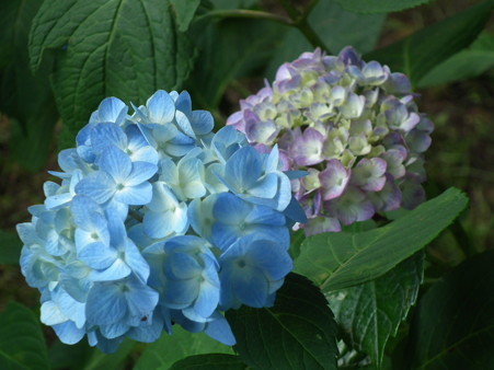 DSCF0562