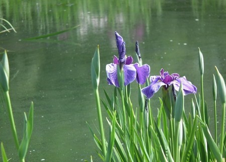 DSCF0520