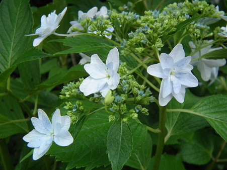 DSCF0180