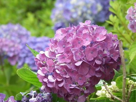 DSCF0060