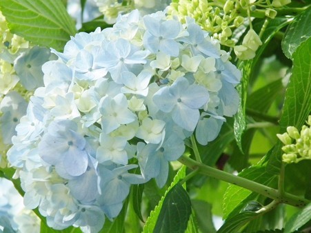 DSCF0242