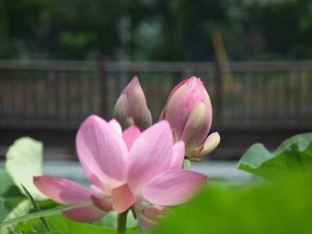 DSCF0090