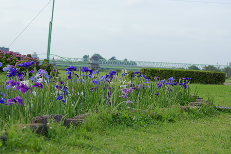 江戸川土手の花菖蒲