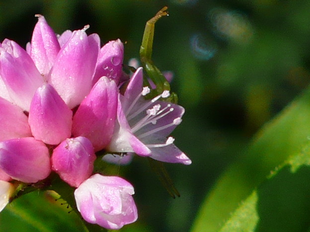 P1070692