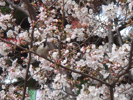 花見