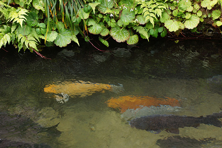 DSC06922koi4